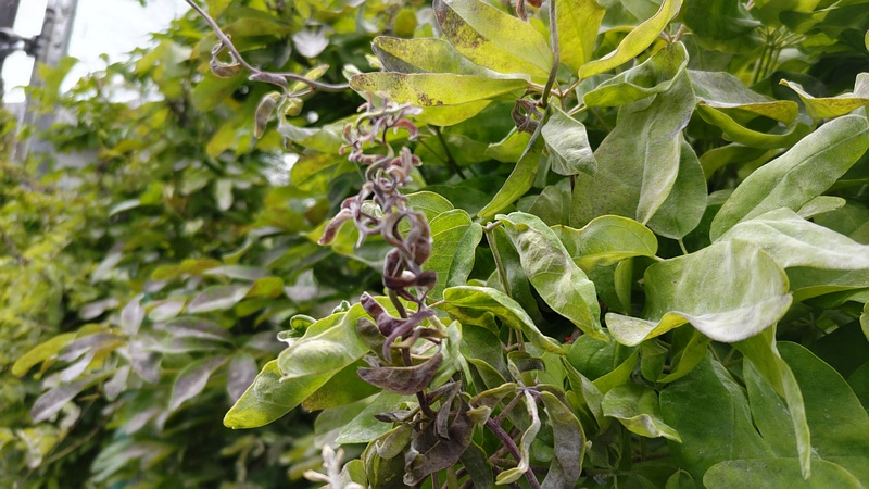 ムベの若葉 横浜市旭区中希望が丘