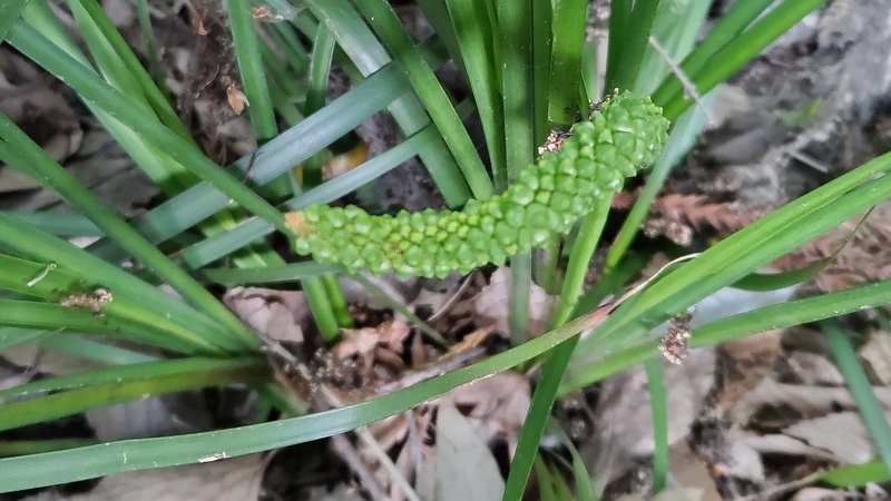 セキショウの蕾 横浜市瀬谷区長屋門公園