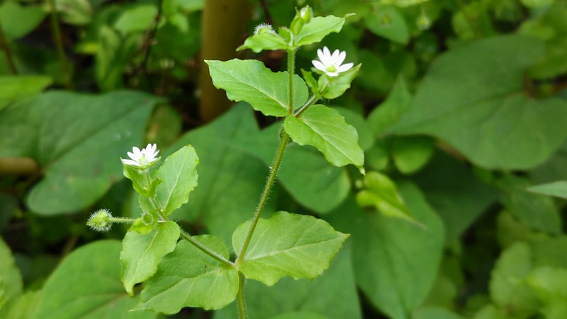 ハコベの花 横浜市瀬谷区長屋門公園