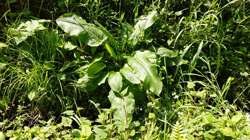 エゾノギシギシ 横浜市瀬谷区長屋門公園