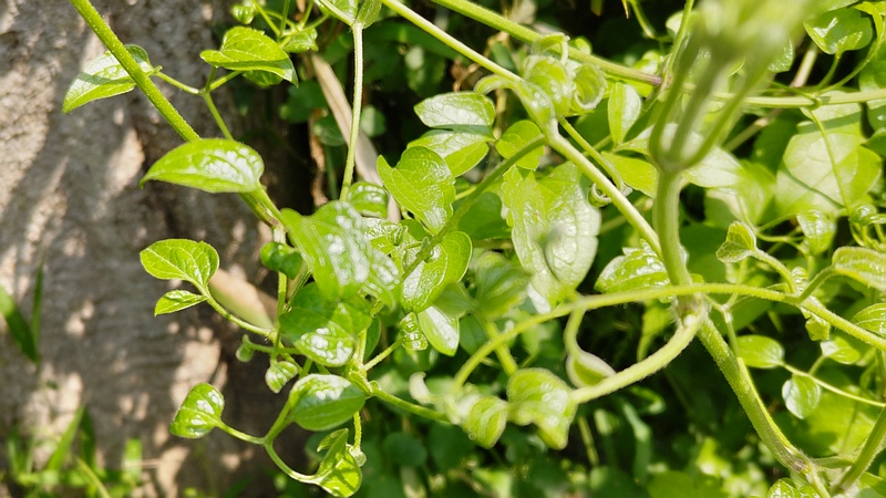 センニンソウ 横浜市瀬谷区長屋門公園
