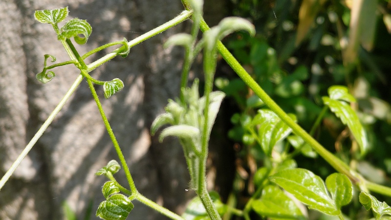センニンソウ 横浜市瀬谷区長屋門公園