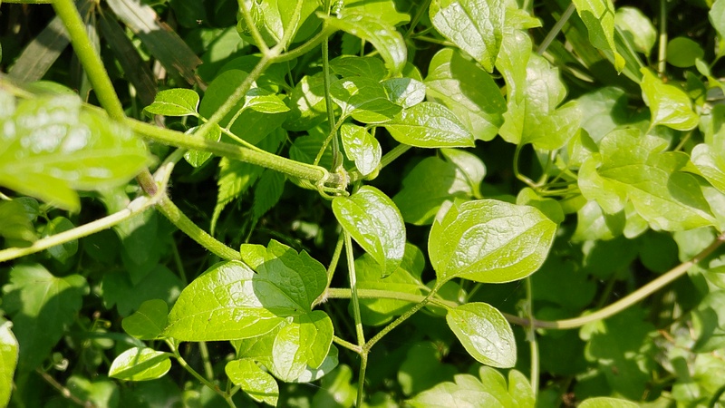 センニンソウ 横浜市瀬谷区長屋門公園