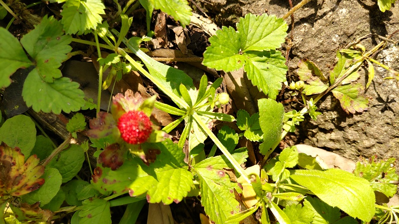 ヤブヘビイチゴの果実 横浜市瀬谷区長屋門公園