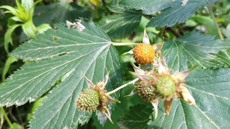 カジイチゴの果実 横浜市瀬谷区長屋門公園