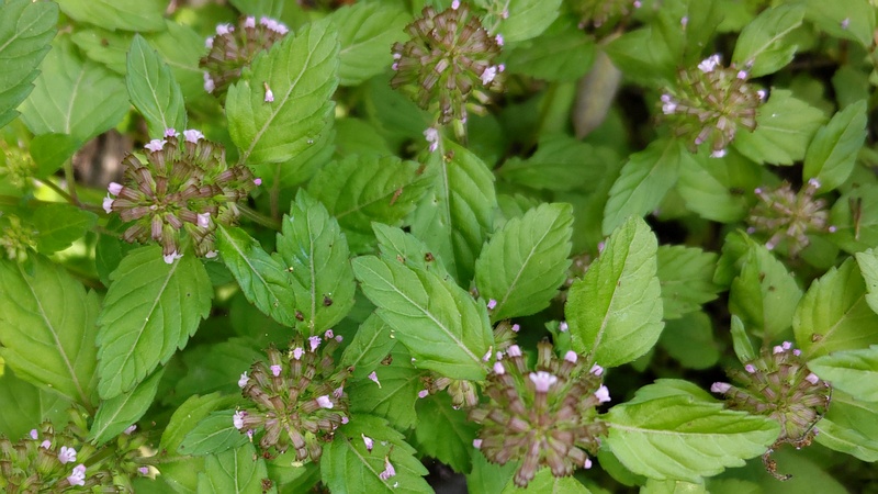 トウバナの花 横浜市瀬谷区長屋門公園