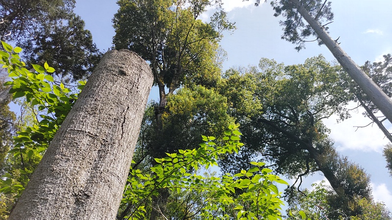 シラカシの切株 横浜市瀬谷区長屋門公園