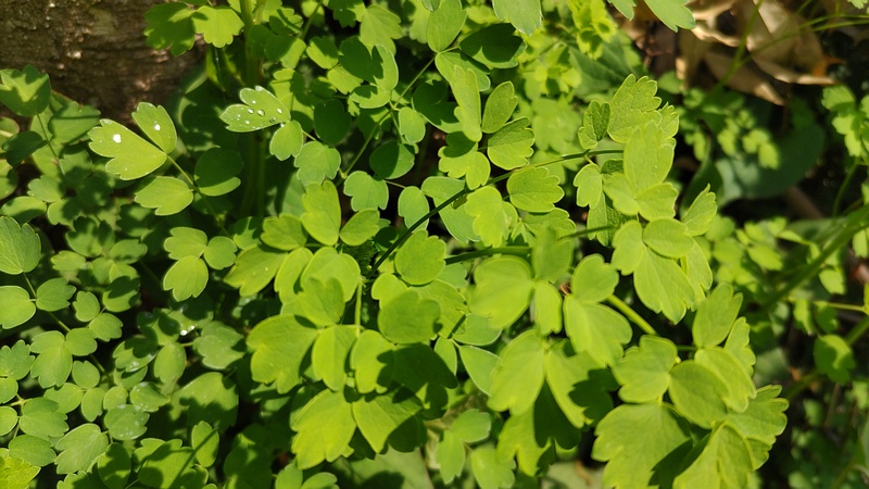 セイヨウオダマキ 横浜市瀬谷区長屋門公園