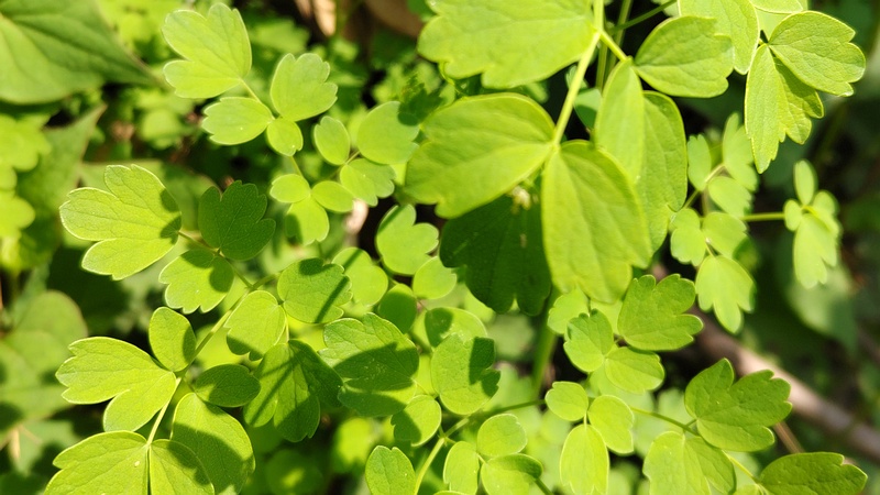 セイヨウオダマキ 横浜市瀬谷区長屋門公園
