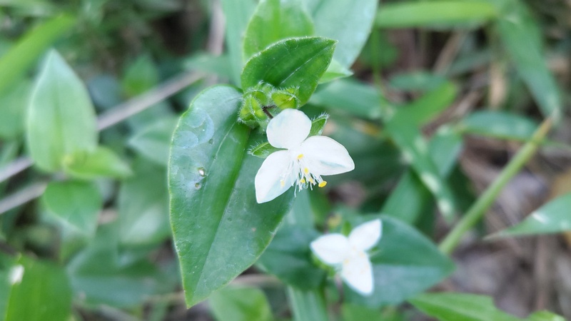トキワツユクサの花 横浜市瀬谷区長屋門公園