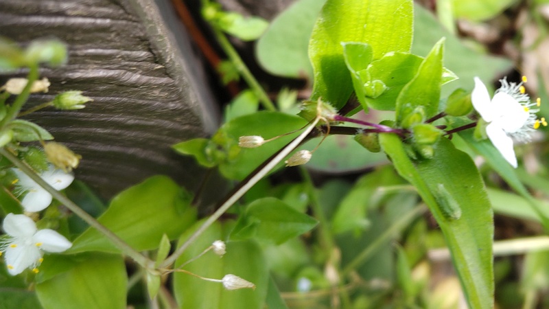 トキワツユクサの花と果実 横浜市瀬谷区長屋門公園