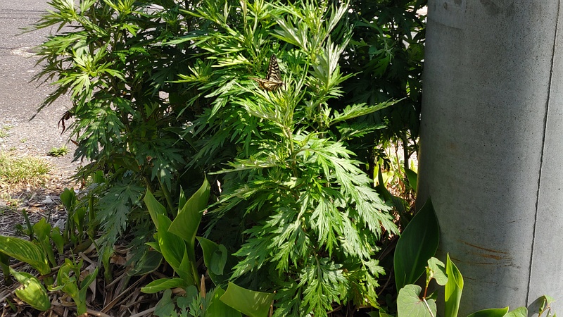 ヨモギのキアゲハ 横浜市瀬谷区長屋門公園