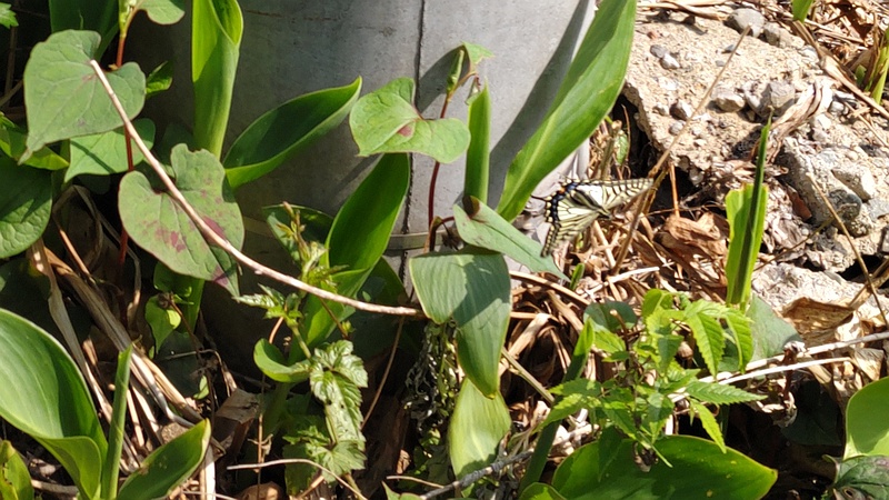 キアゲハ 横浜市瀬谷区長屋門公園