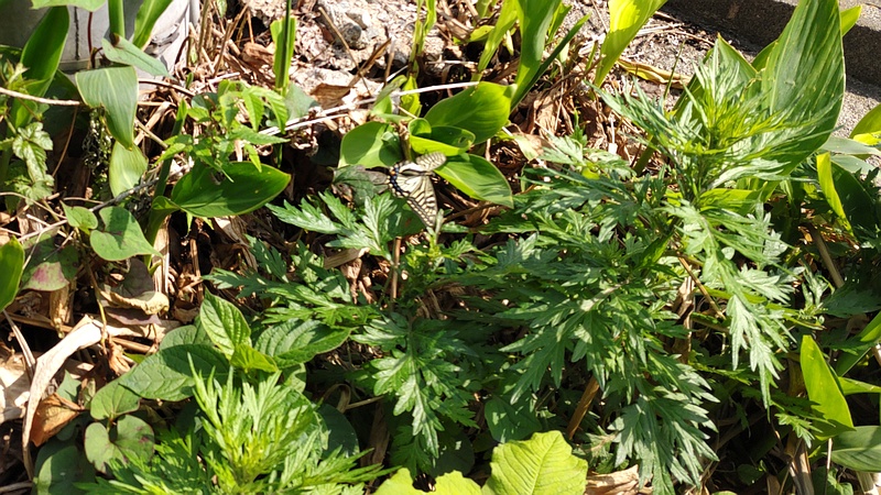 キアゲハ 横浜市瀬谷区長屋門公園