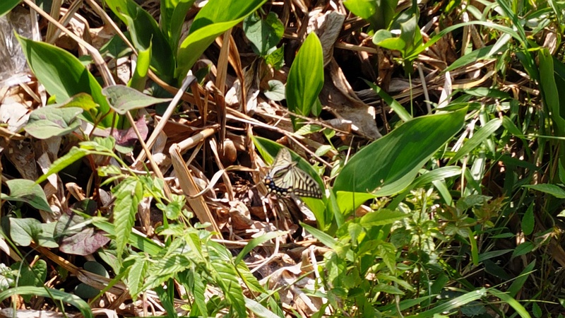 キアゲハ 横浜市瀬谷区長屋門公園