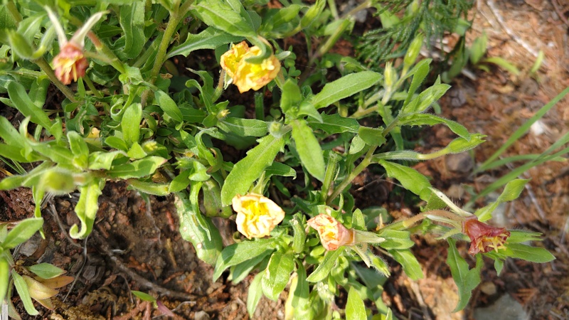 コマツヨイグサ 横浜市旭区希望が丘水の森公園