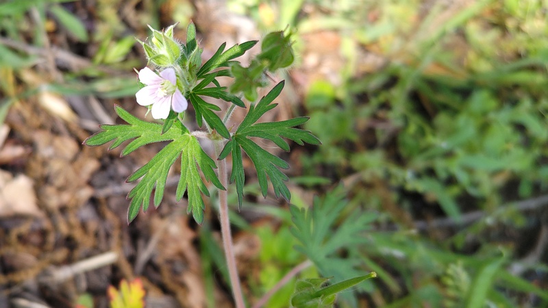 アメリカフウロの花 横浜市旭区希望が丘水の森公園