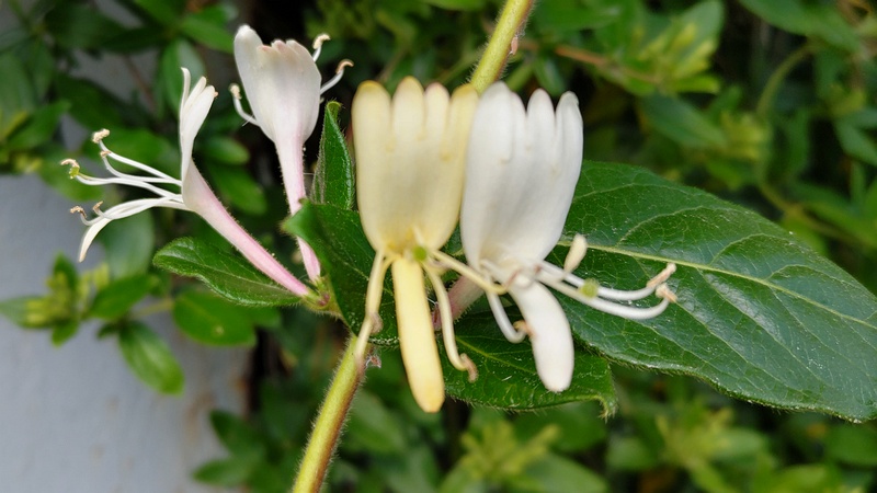 スイカズラの花 横浜市旭区希望が丘水の森公園