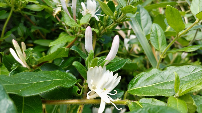スイカズラの花 横浜市旭区希望が丘水の森公園