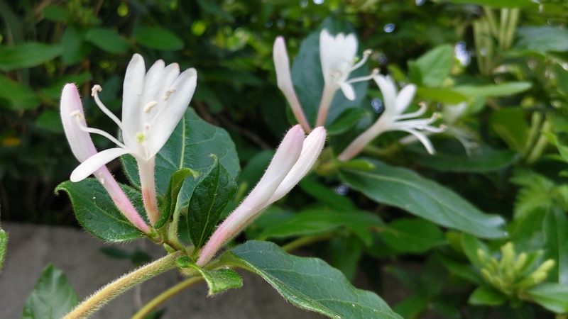 スイカズラの花 横浜市旭区希望が丘水の森公園