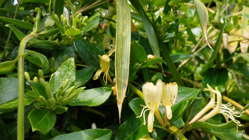 スイカズラの花 横浜市旭区希望が丘水の森公園