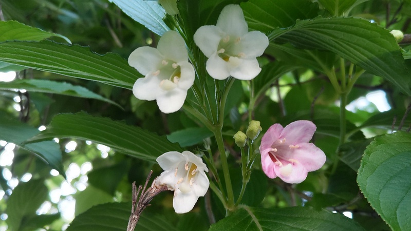 ハコネウツギの花 横浜市旭区希望が丘水の森公園