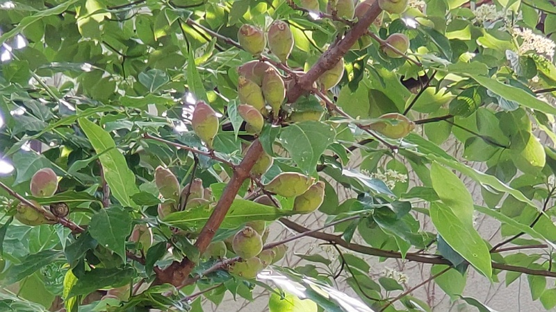 ロウバイの果実 横浜市旭区希望が丘水の森公園