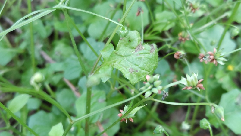 ヤブタビラコの果実 横浜市旭区希望が丘水の森公園