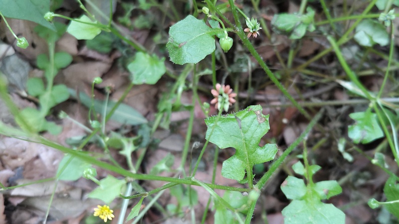 ヤブタビラコの果実 横浜市旭区希望が丘水の森公園