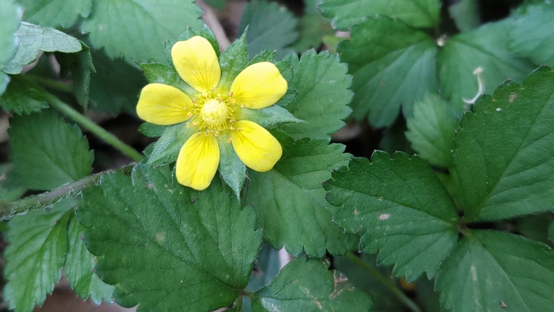 ヤブヘビイチゴの花 横浜市旭区希望が丘水の森公園