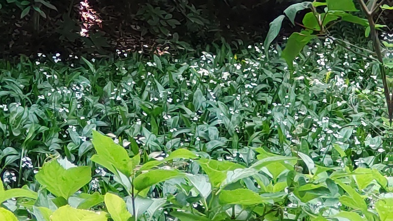 ヘラオモダカの花 横浜市旭区希望が丘水の森公園