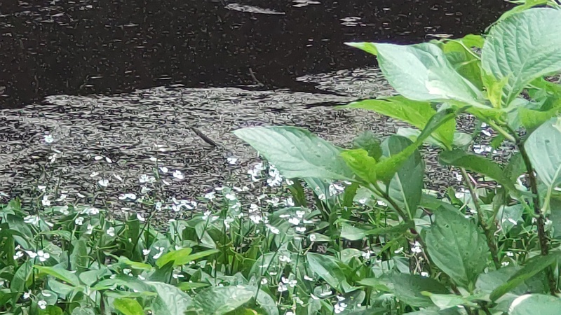 ヘラオモダカの花 横浜市旭区希望が丘水の森公園