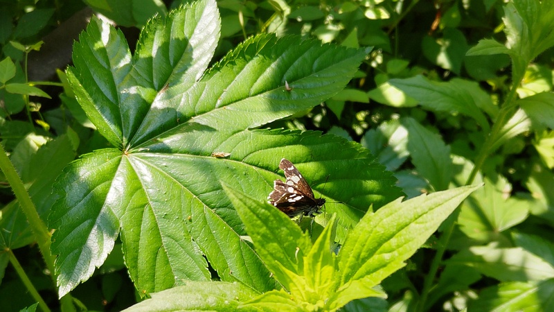 ヒメジョオンのダイミョウセセリ 横浜市旭区希望が丘水の森公園