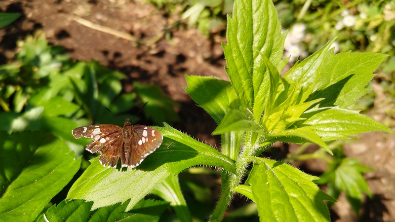 ヒメジョオンのダイミョウセセリ 横浜市旭区希望が丘水の森公園