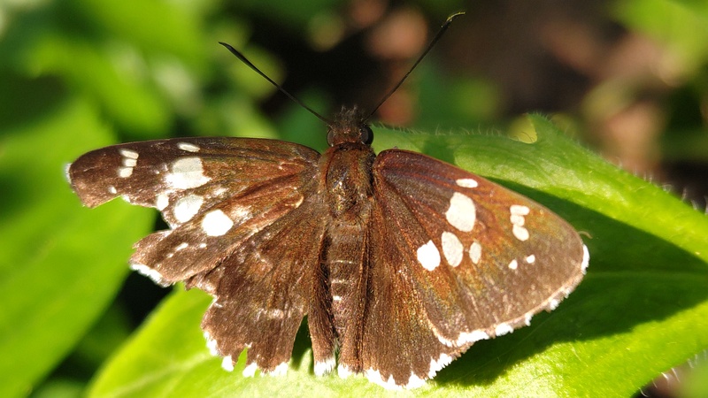 ヒメジョオンのダイミョウセセリ 横浜市旭区希望が丘水の森公園