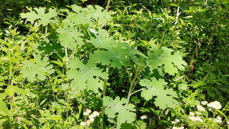 タケニグサ 横浜市旭区希望が丘水の森公園