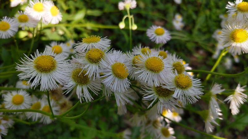 ハルジオンの花 横浜市旭区希望が丘水の森公園