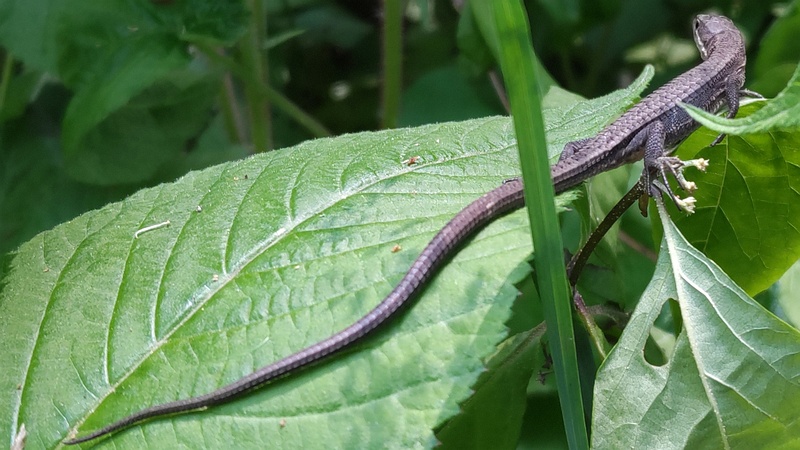 アジサイの葉のニホンカナヘビ 横浜市旭区希望が丘水の森公園