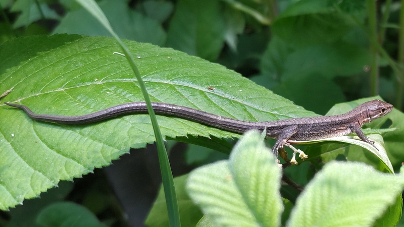 アジサイの葉のニホンカナヘビ 横浜市旭区希望が丘水の森公園