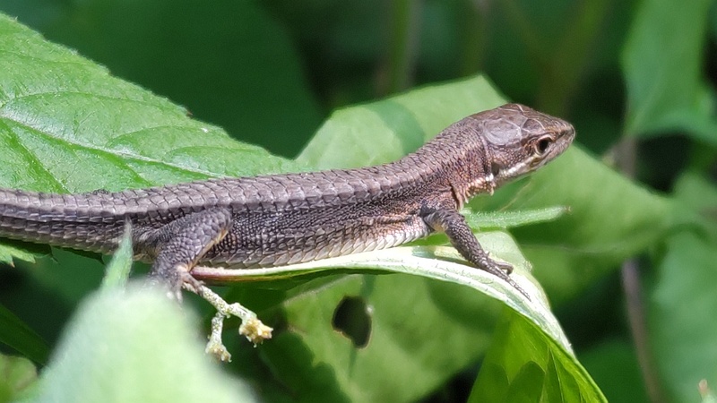 アジサイの葉のニホンカナヘビ 横浜市旭区希望が丘水の森公園
