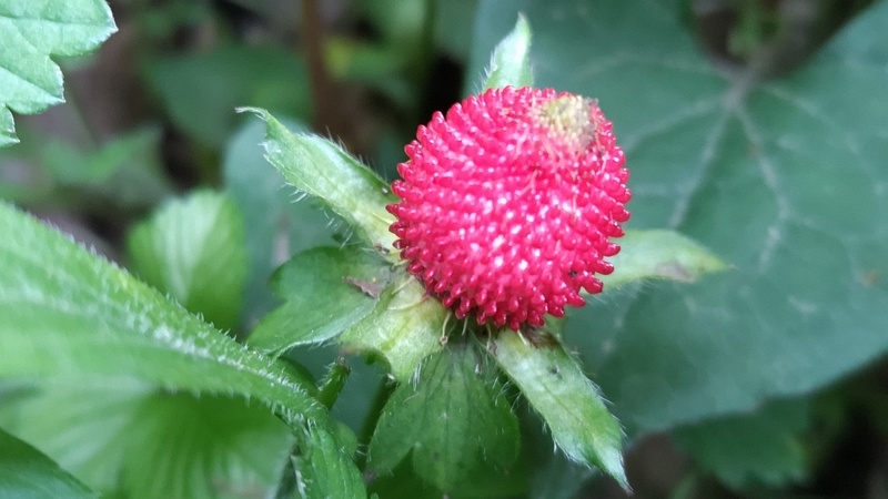 ヤブヘビイチゴの果実 横浜市旭区希望が丘水の森公園