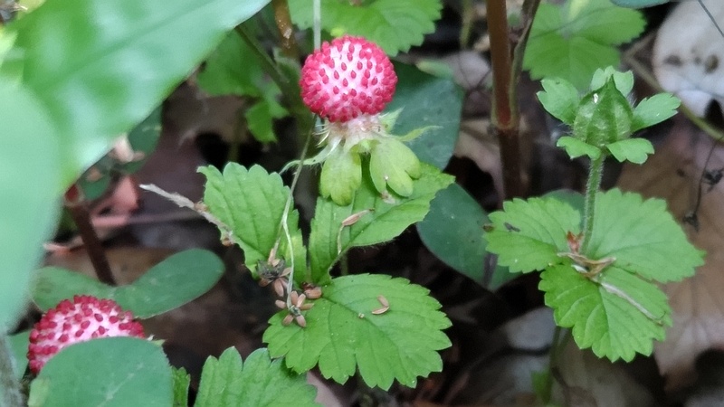 ヘビイチゴの果実 横浜市旭区希望が丘水の森公園