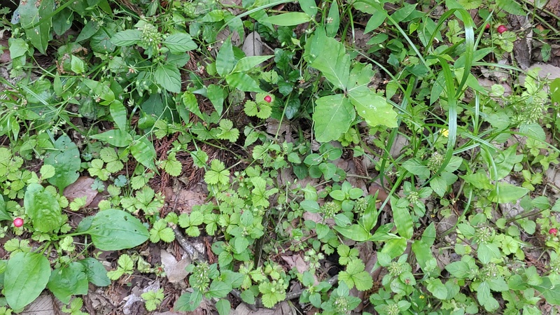ヘビイチゴの群生 横浜市旭区希望が丘水の森公園