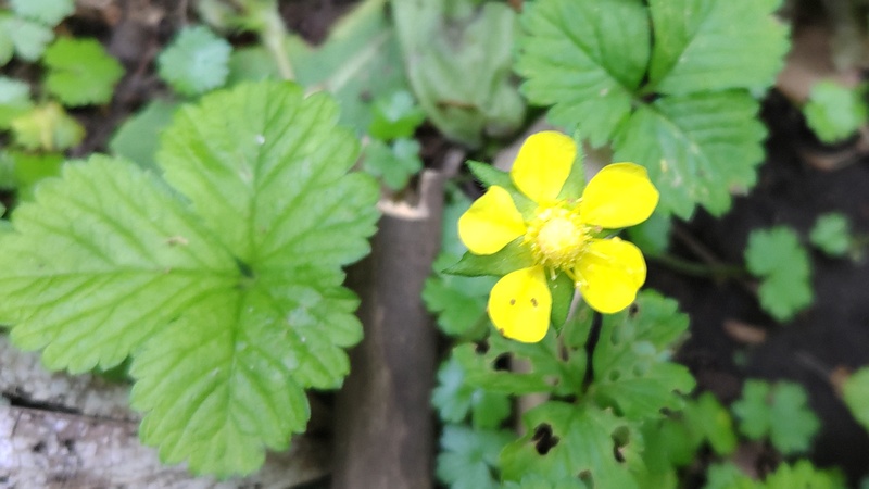ヘビイチゴの花 横浜市旭区希望が丘水の森公園