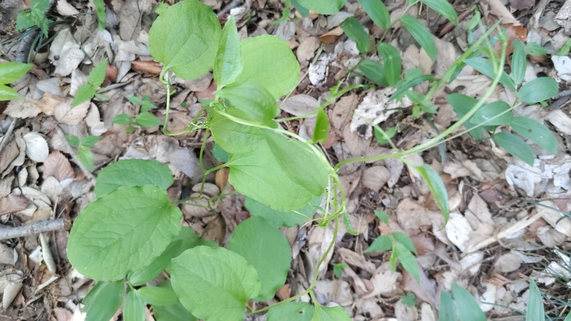 サルトリイバラ 横浜市旭区希望が丘水の森公園