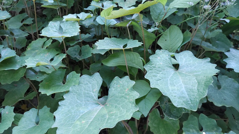 シラユキゲシの葉 横浜市旭区希望が丘水の森公園