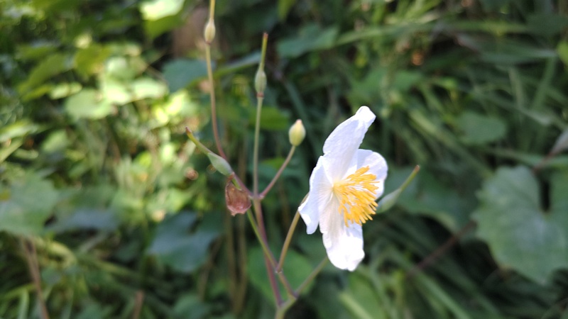 シラユキゲシの花 横浜市旭区希望が丘水の森公園