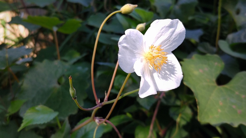 シラユキゲシの花 横浜市旭区希望が丘水の森公園