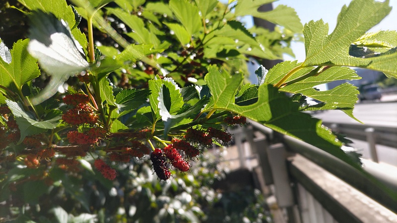 クワの果実 東京都大田区平和の森公園