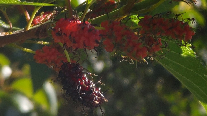 クワの果実 東京都大田区平和の森公園
